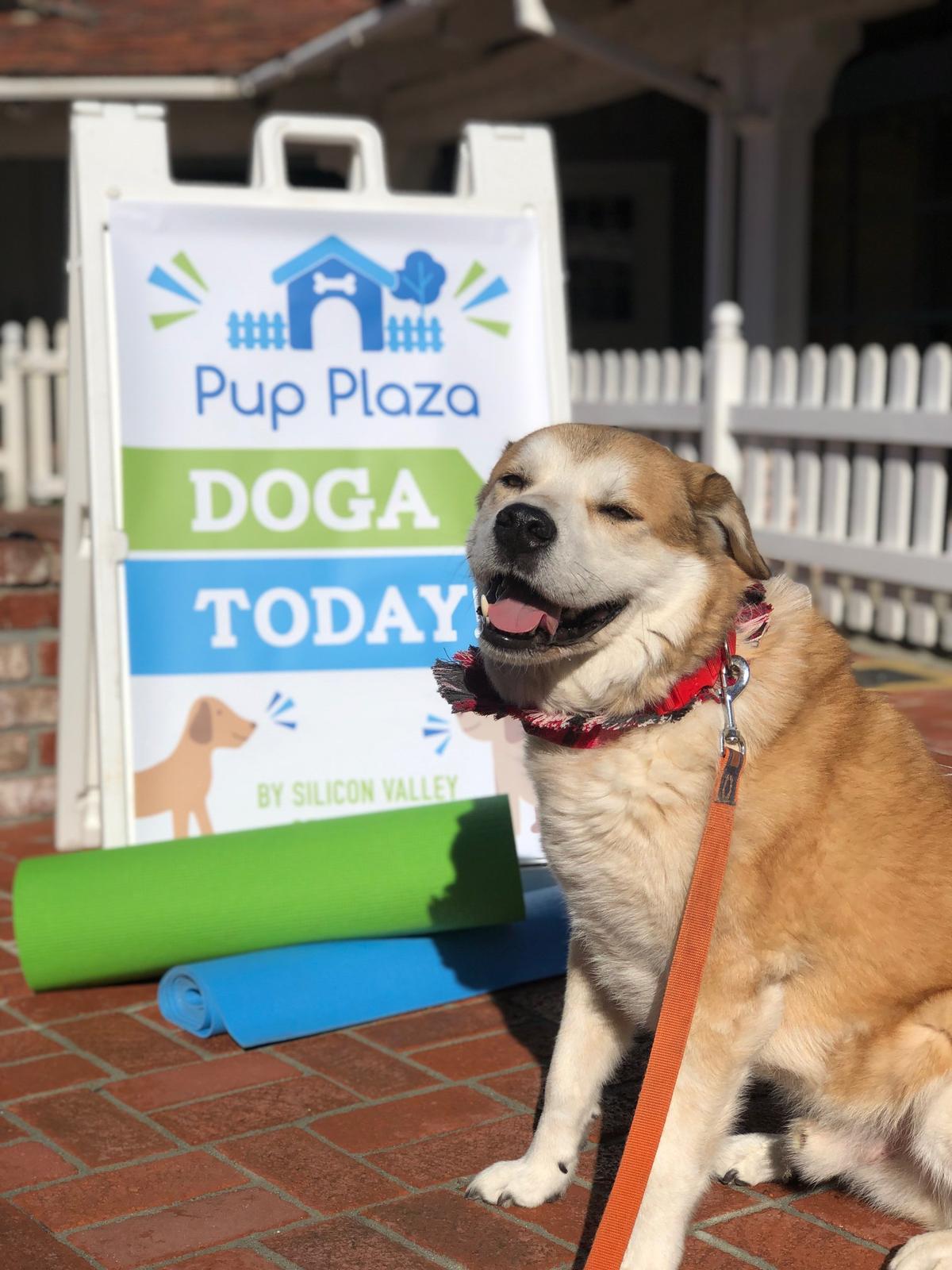 Dog Events in Santa Cruz CA BringFido