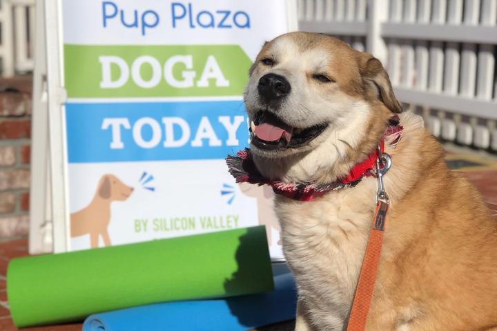 Pet Friendly Doga at Pup Plaza