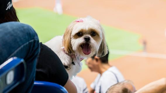 Bark at the Park: Bring Your Dog to a Marlins Game - Luxury Guide USA