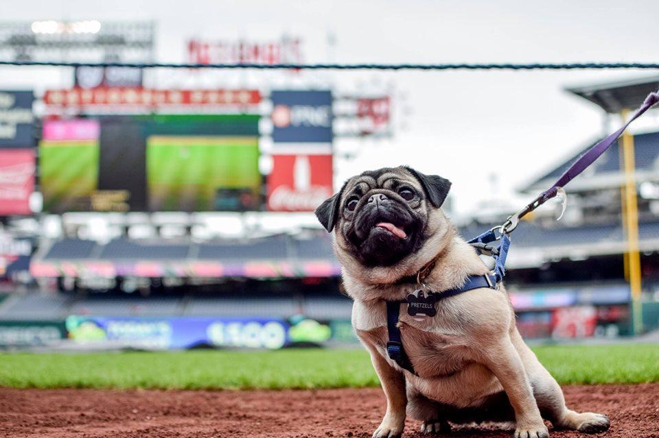 Bark at the Park: Bring Your Dog to a Marlins Game - Luxury Guide USA