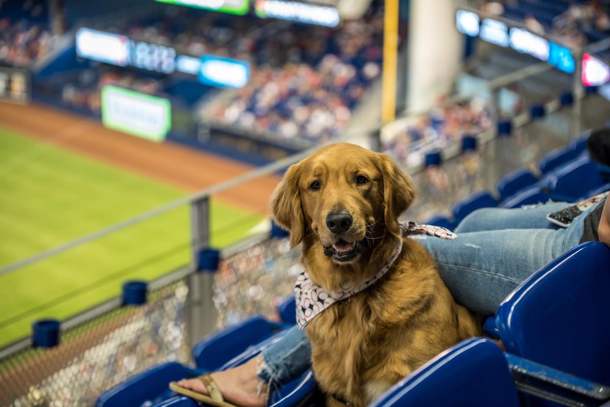 Dog owners parade around the field during a Bark at the Park event before  the start of a baseball game between the Miami Marlins and the Atlanta  Braves, Sunday, Aug. 26, 2018