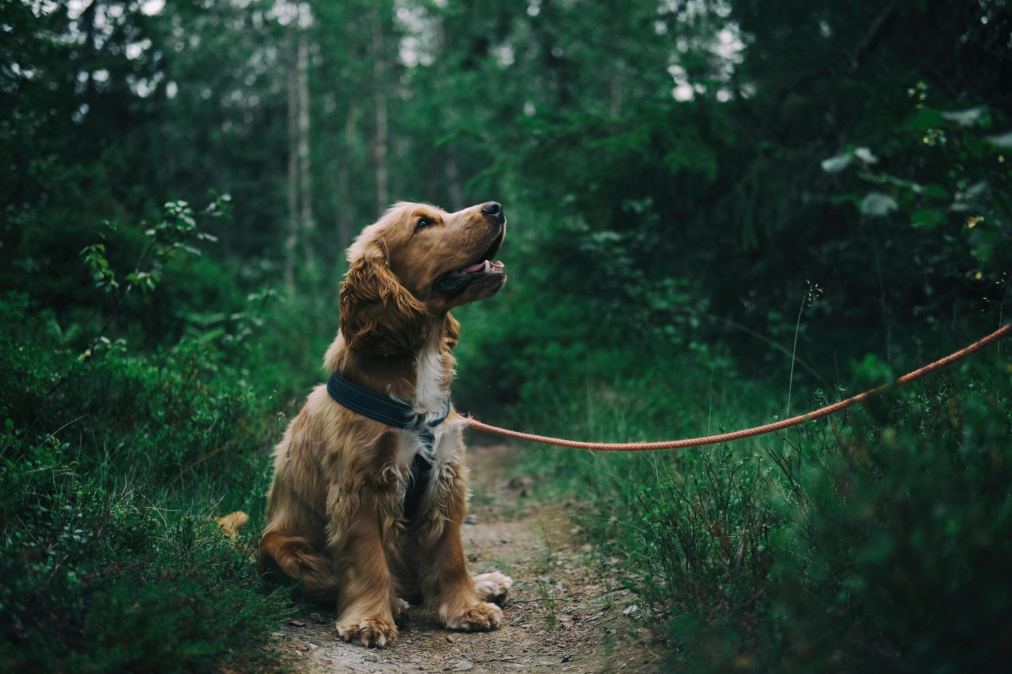 Pet Friendly Diamond D Ranch Dog Fest