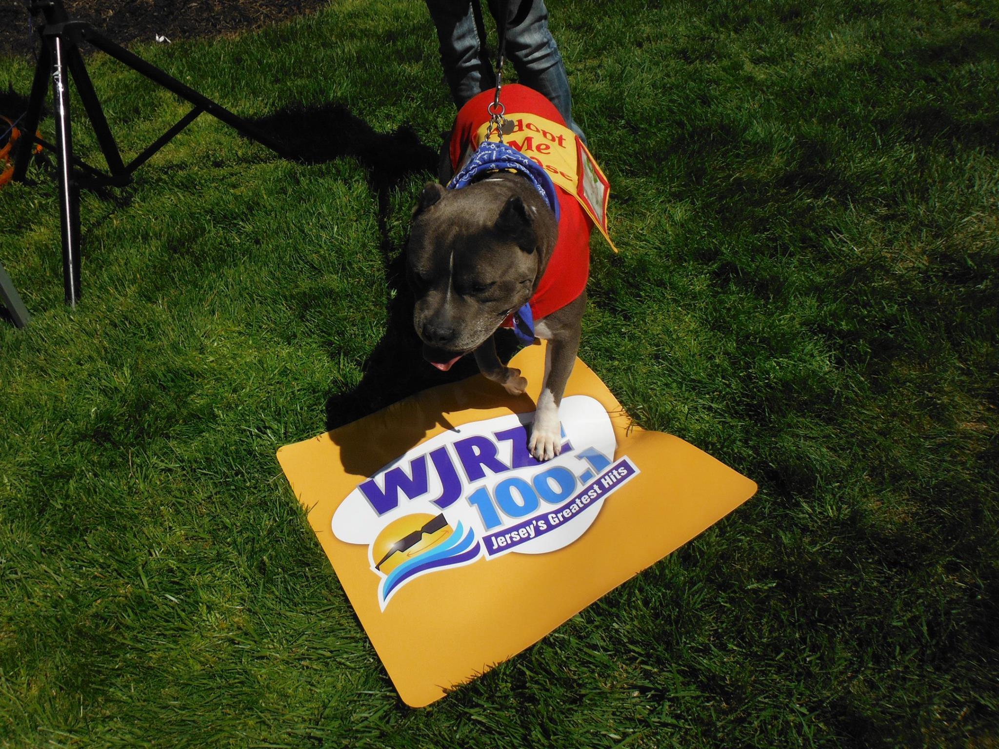 Bark in the Park at Lakewood BlueClaws stadium