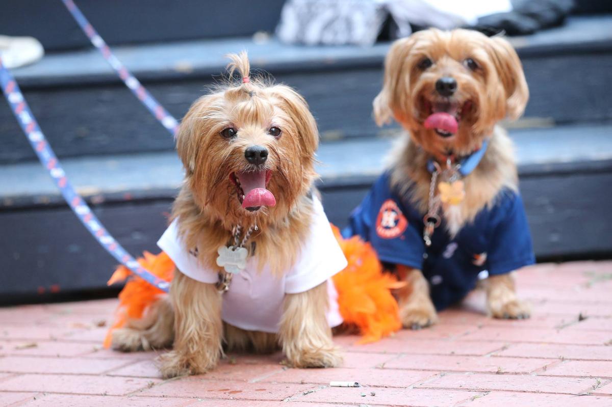 BringFido to Dog Day with the Houston Astros