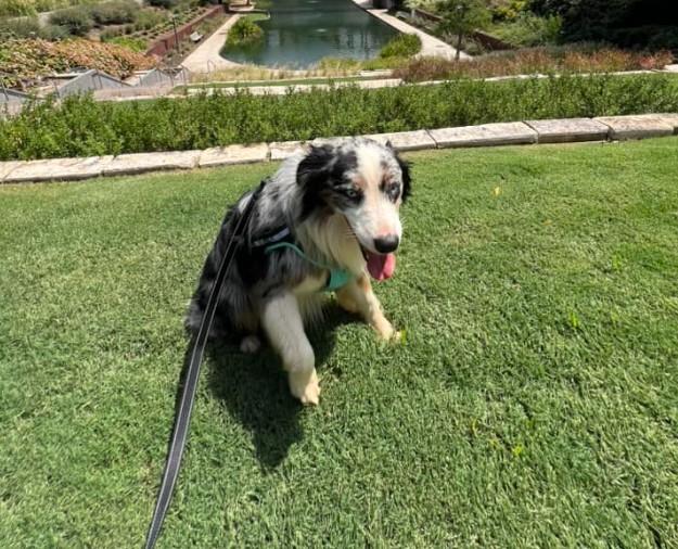 Pet Friendly Summer Movie Series at Myriad Botanical Gardens
