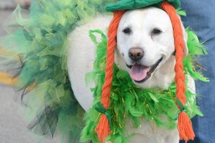 Pet Friendly Sons & Daughters of Erin St. Patrick's Day Parade