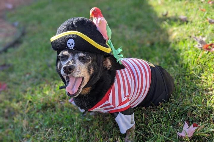 Pet Friendly Over the Finish Line Halloween Costume Pet Parade