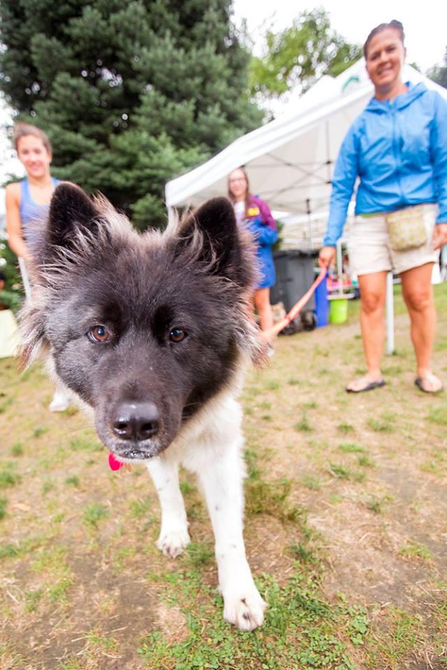 Pet Friendly Dog Day at the Ashland Farmers Market