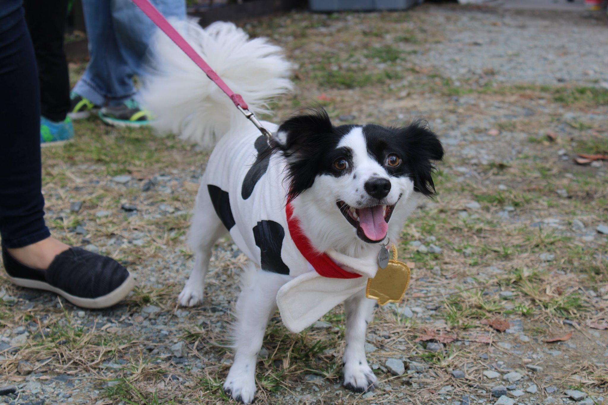 Dog Events Wake County May 2022