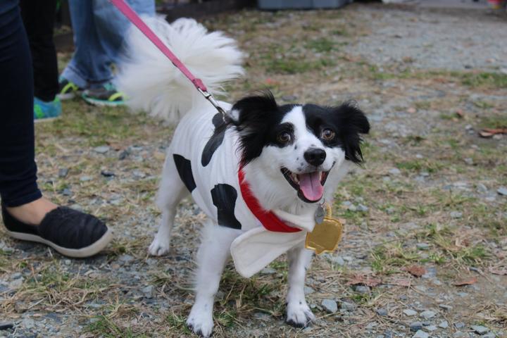 Dog Events In Raleigh Nc Bringfido Dog Events Wake County May 2022