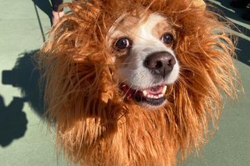 Dog Events In El Monte CA BringFido Dog Events In El Monte CA BringFido