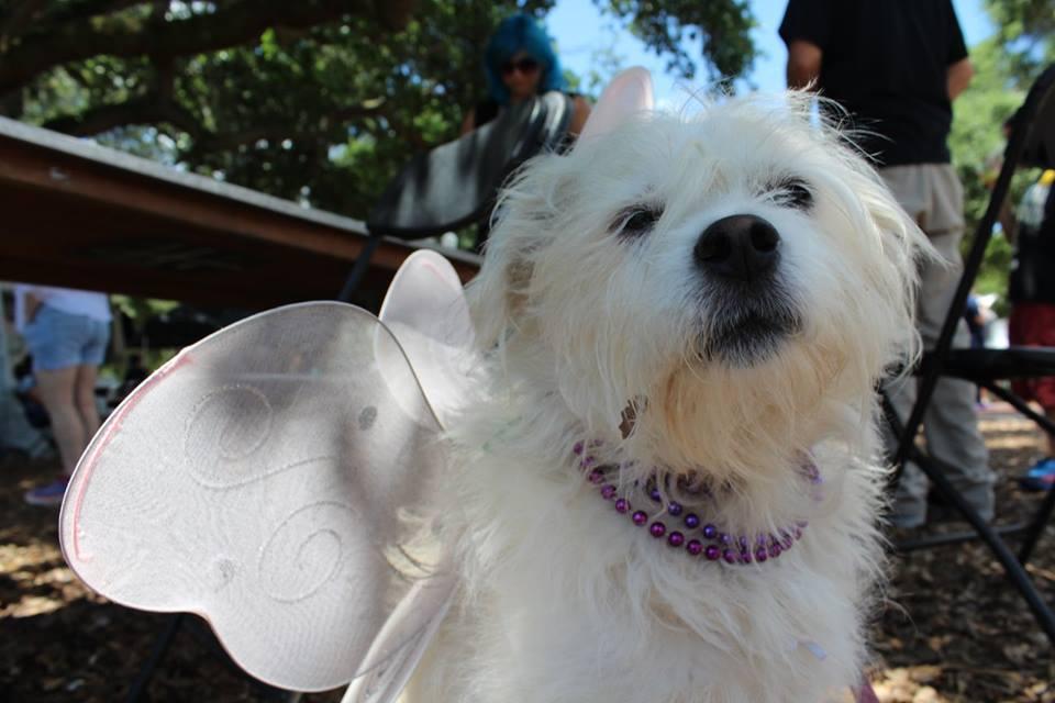 Dog Events In Winter Garden Fl Bringfido