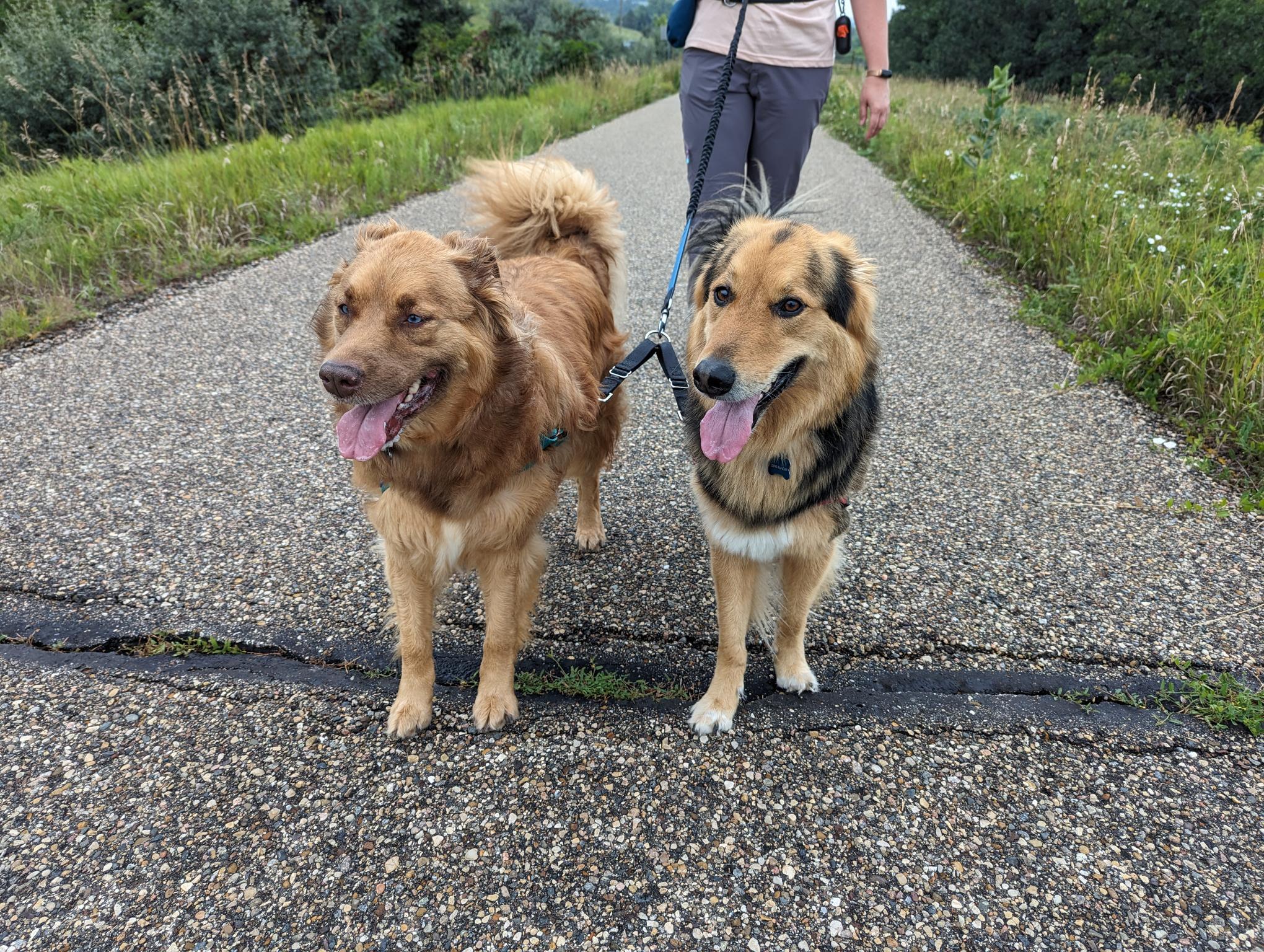 Pet Friendly Father's Day Hike