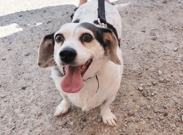 Pet Friendly Annual Michigan Made Festival at Canterbury Village