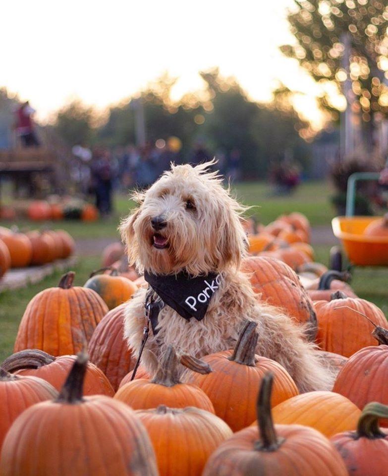 are dogs allowed at richardson farm