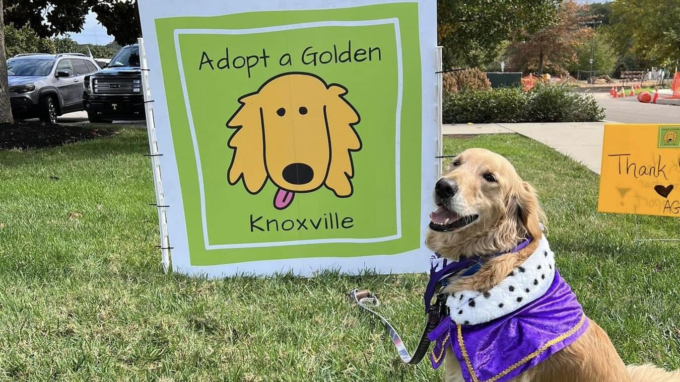 Pet Friendly Goldens in the Park
