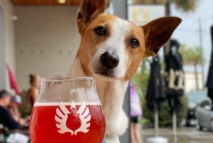 Pet Friendly Streets to Treats Pet Adoption Event