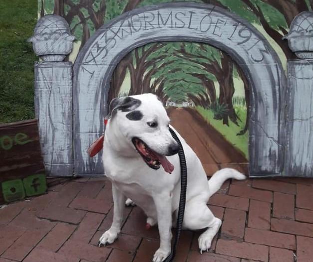 Pet Friendly Women Take Over Wormsloe