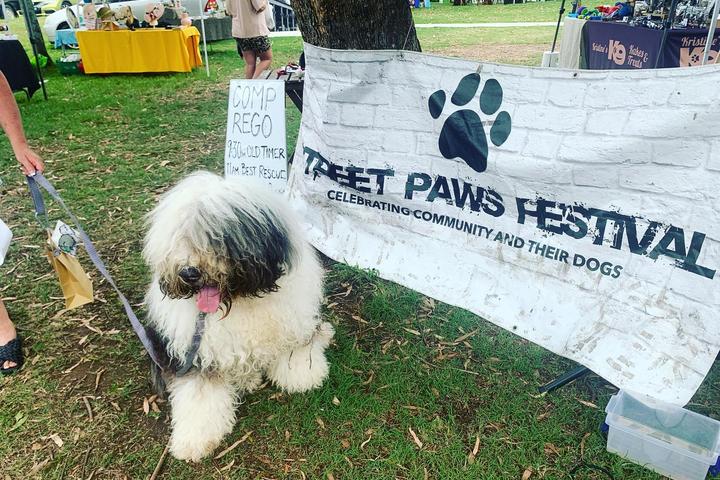 Pet Friendly Street Paws Festival - Kiama