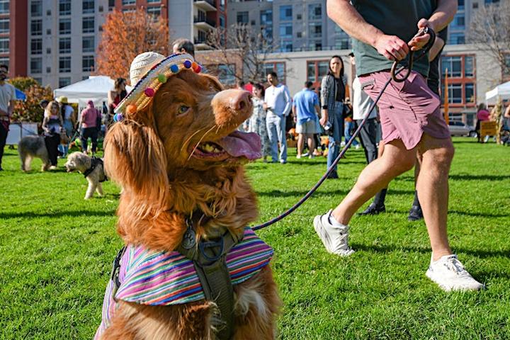 Pet Friendly The Great Pupkin Howl-O-Ween Festival