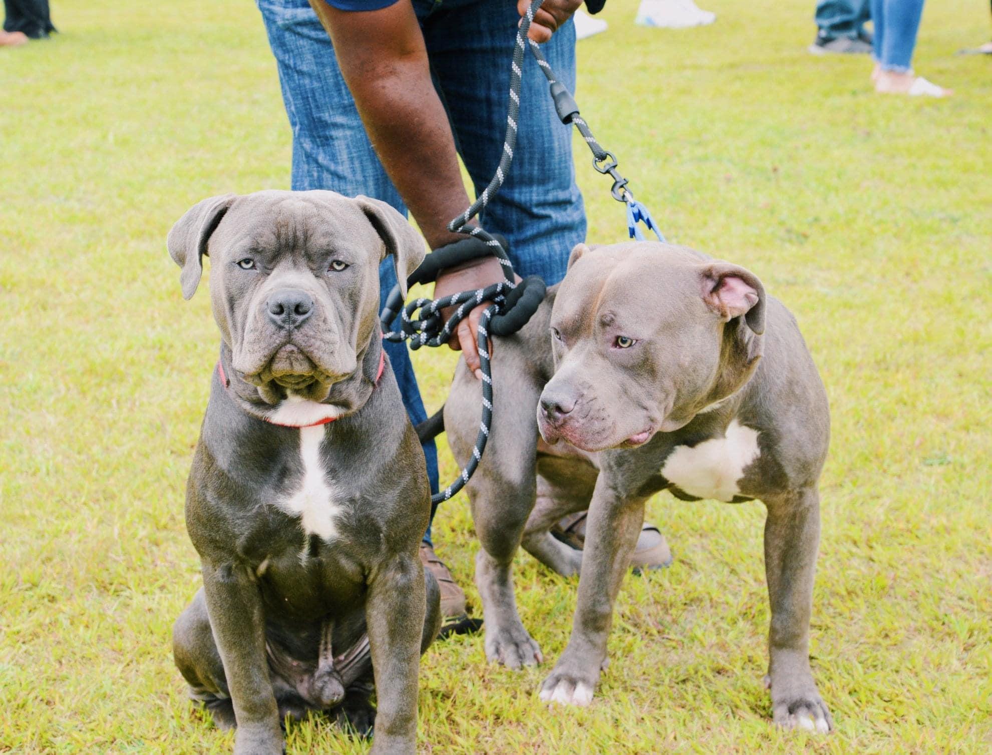 Pet Friendly Salem Food Truck & Craft Beer Festival