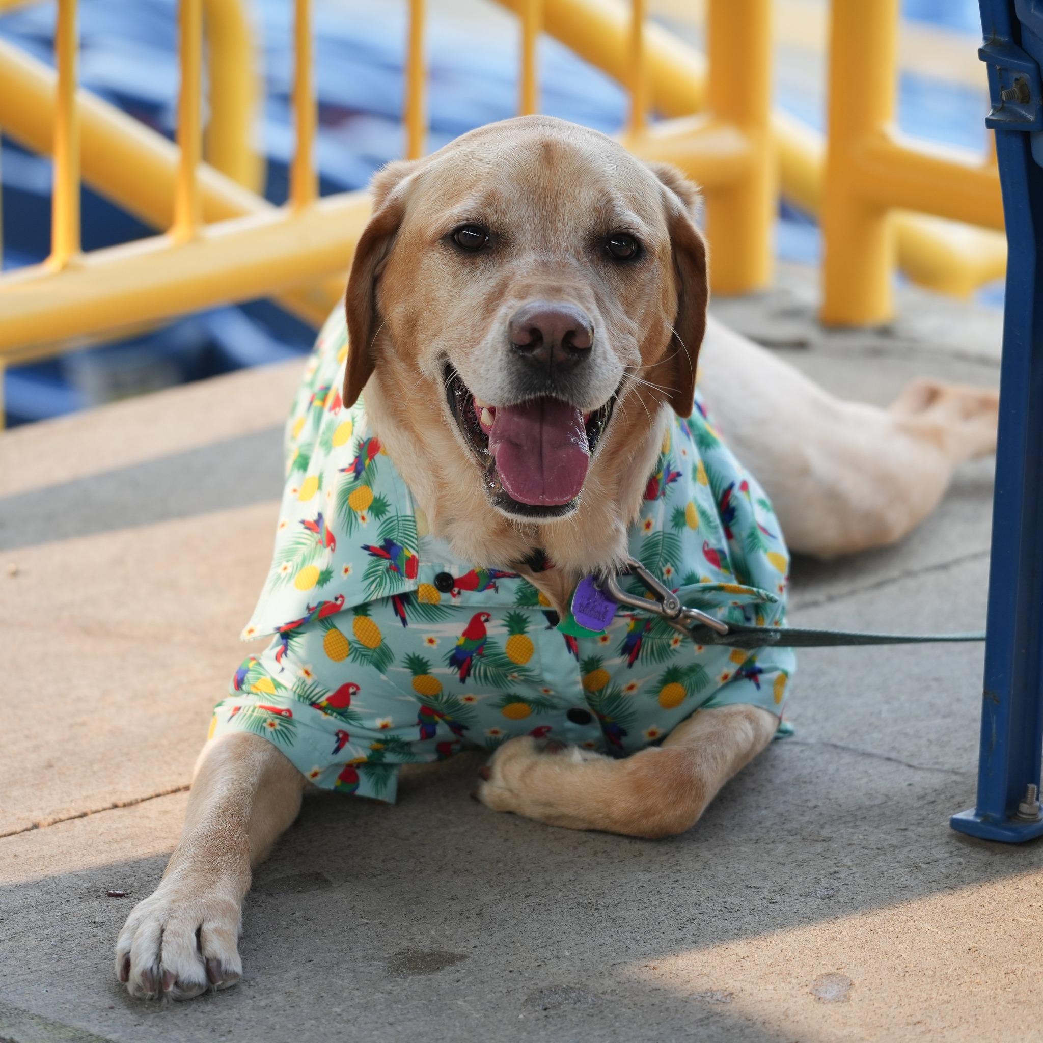 Pet Friendly Paws About Town Baseball Game