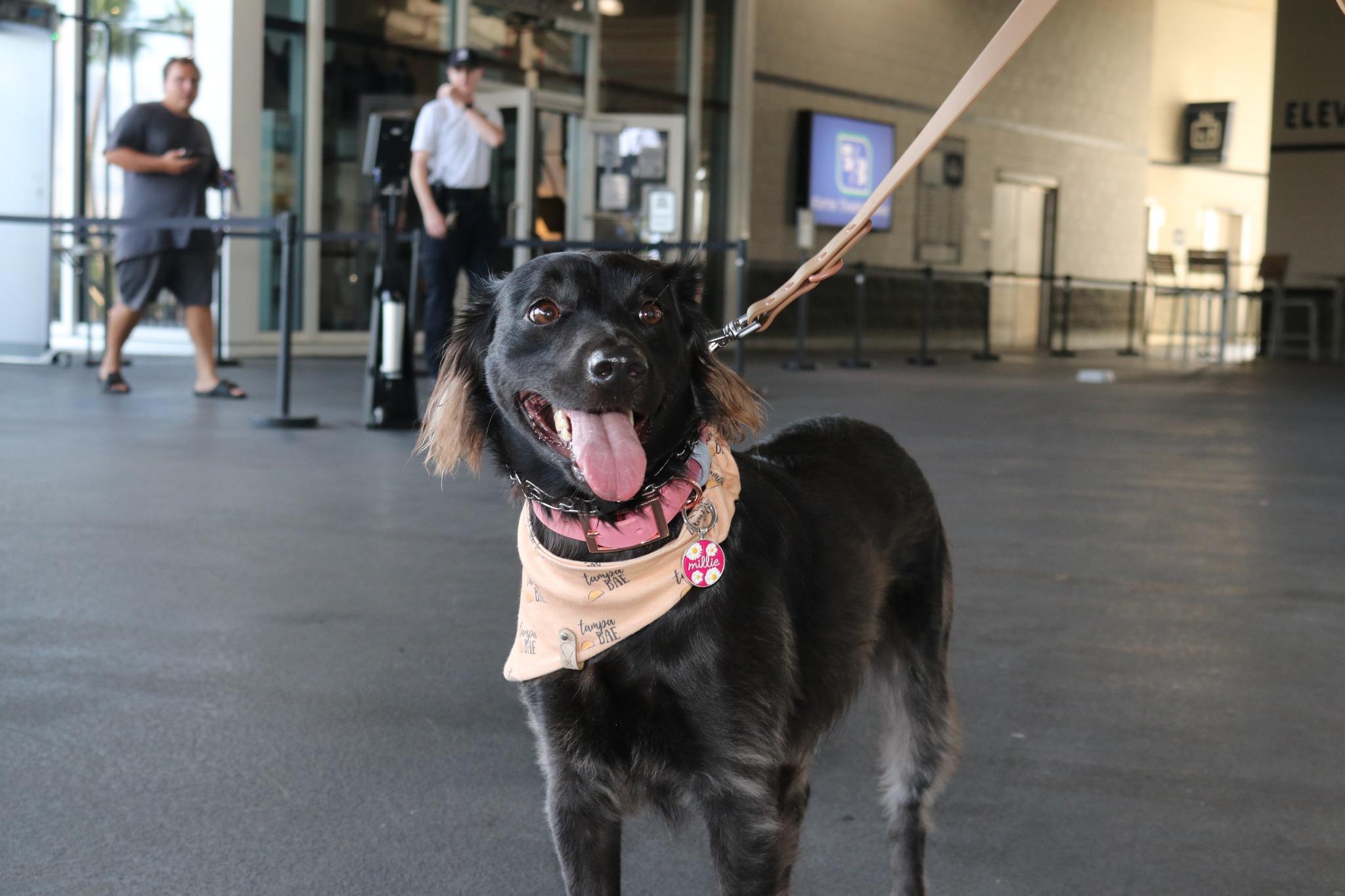 Dog Day at Tropicana Field, 04/17/2016