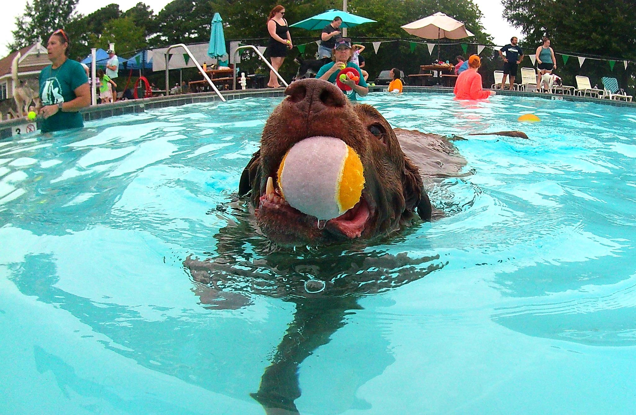 Pet Friendly Drool in the Pool