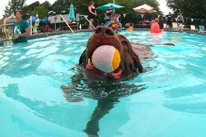 Pet Friendly Drool in the Pool