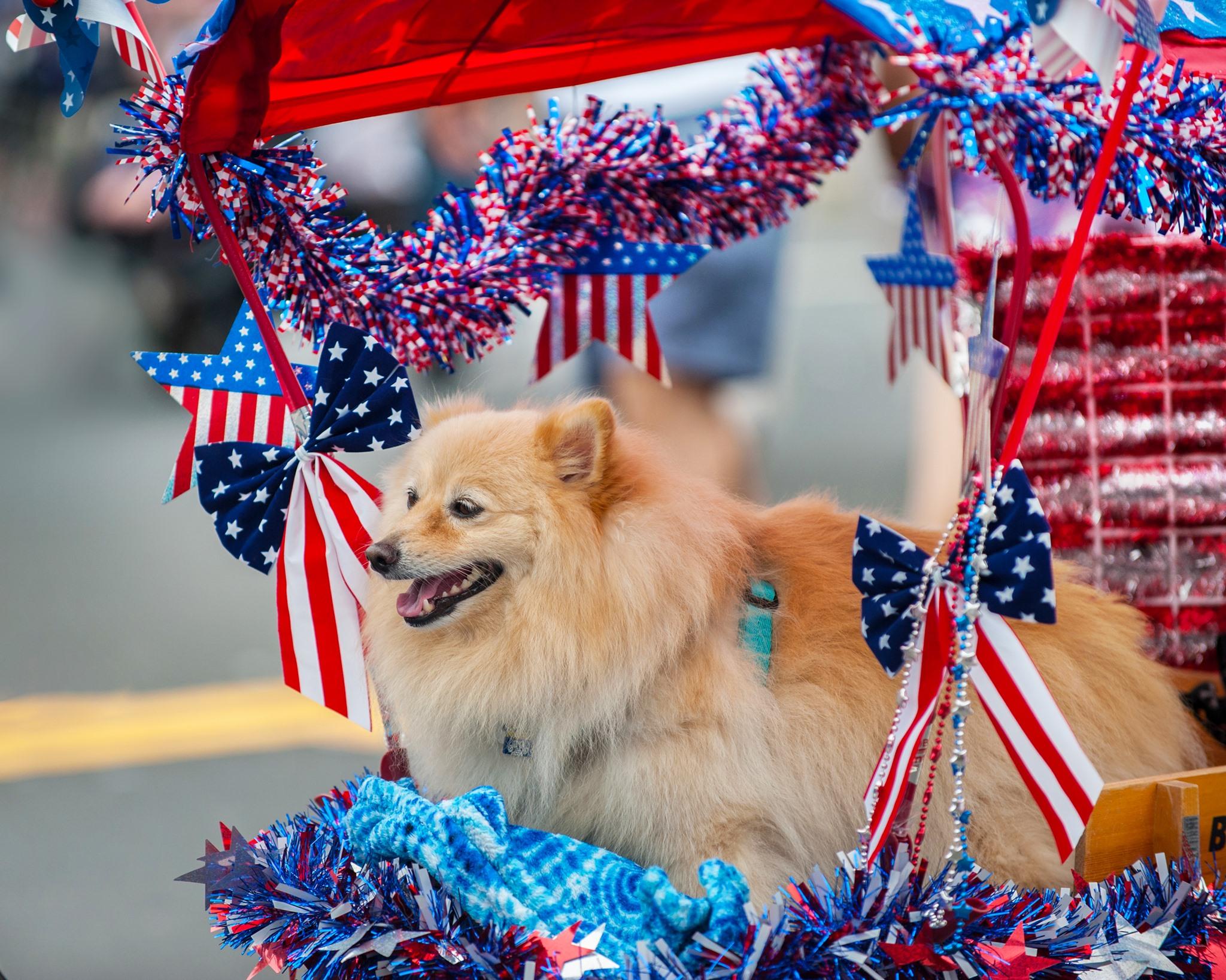 Pet Friendly Fourth of July Pet Parade