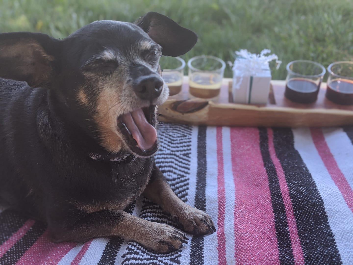 Pet Friendly Wine & Roses Spring Festival at Virginia Mountain Vineyards