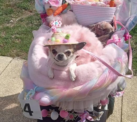 Pet Friendly Ocean Grove Easter Pet Parade