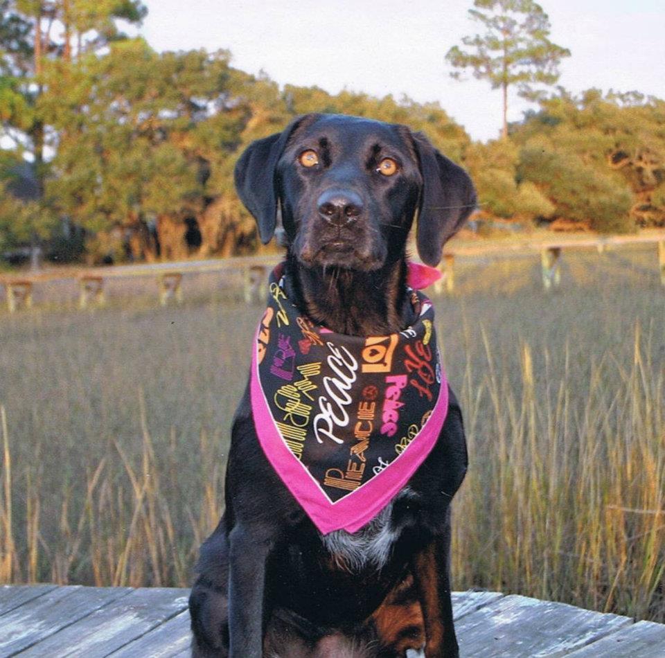 Pet Friendly Yappy Hour at James Island County Park
