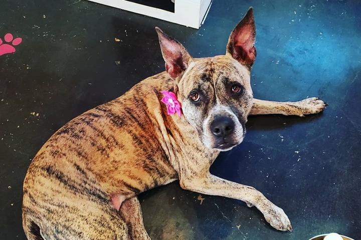 Dog Events In The United States Bringfido Pet Events For 2022 Alabama