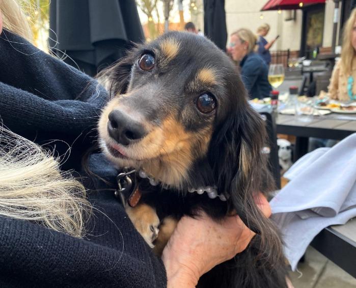 Pet Friendly Live Under the Oaks Concert Series