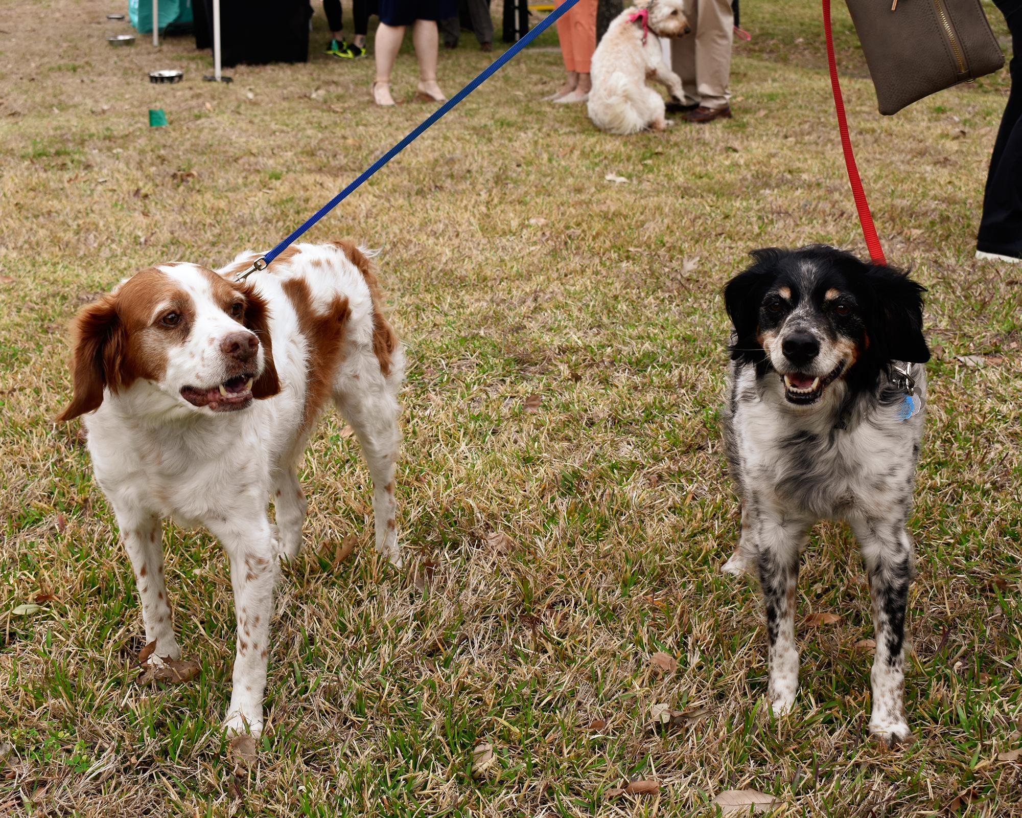 Pet Friendly Run for the House Practice Sessions