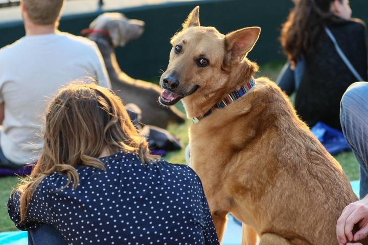 Pet Friendly Bark in the Park with Round Rock Express