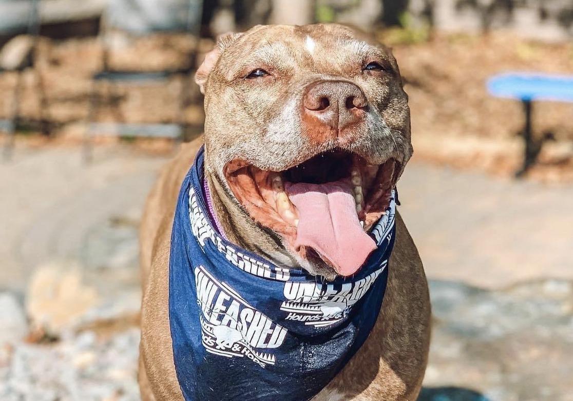 BringFido to Pitbull Breed Night