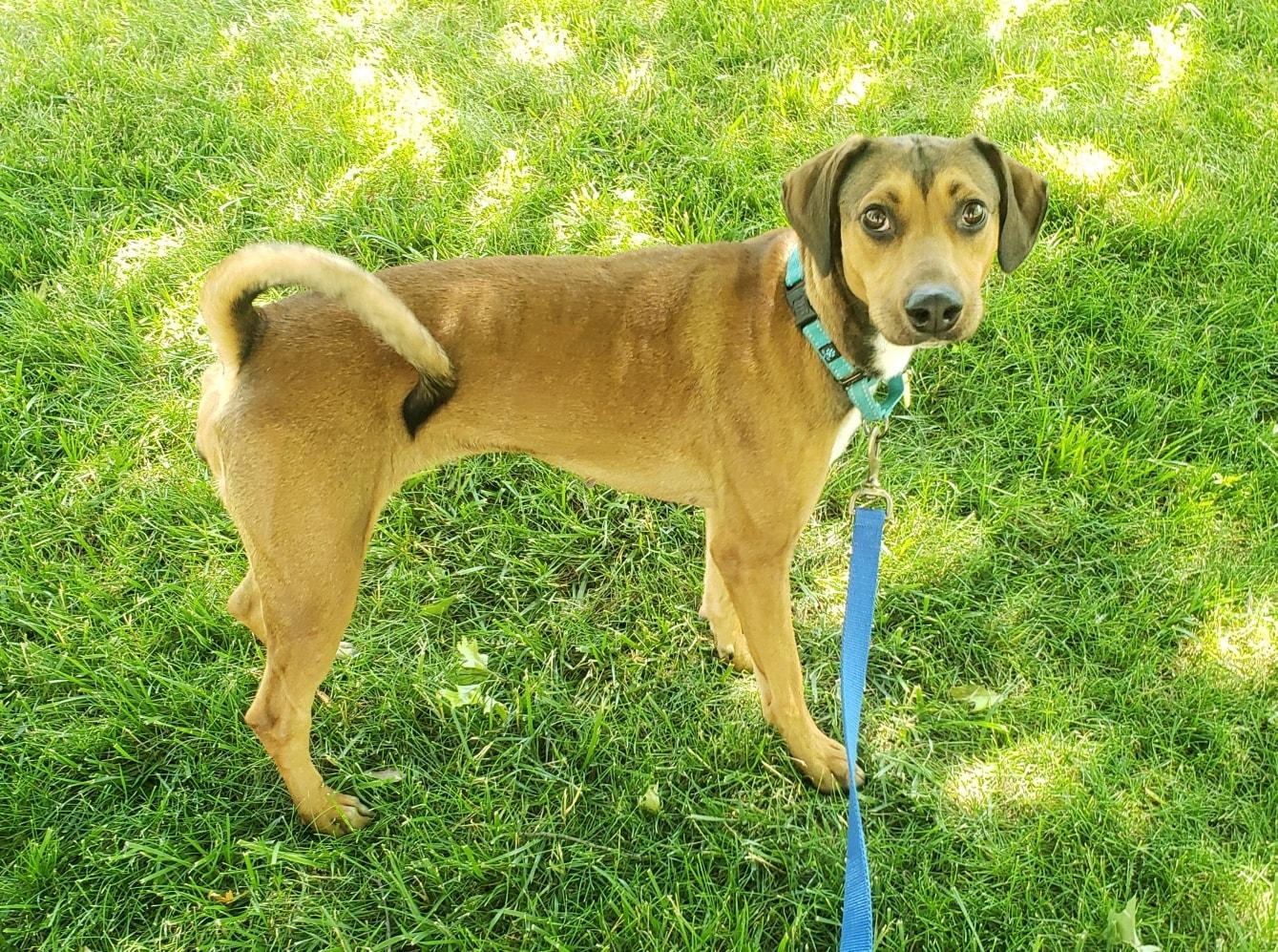 Pet Friendly Jogs for Dogs 5k & 1 Mile Walk/Run