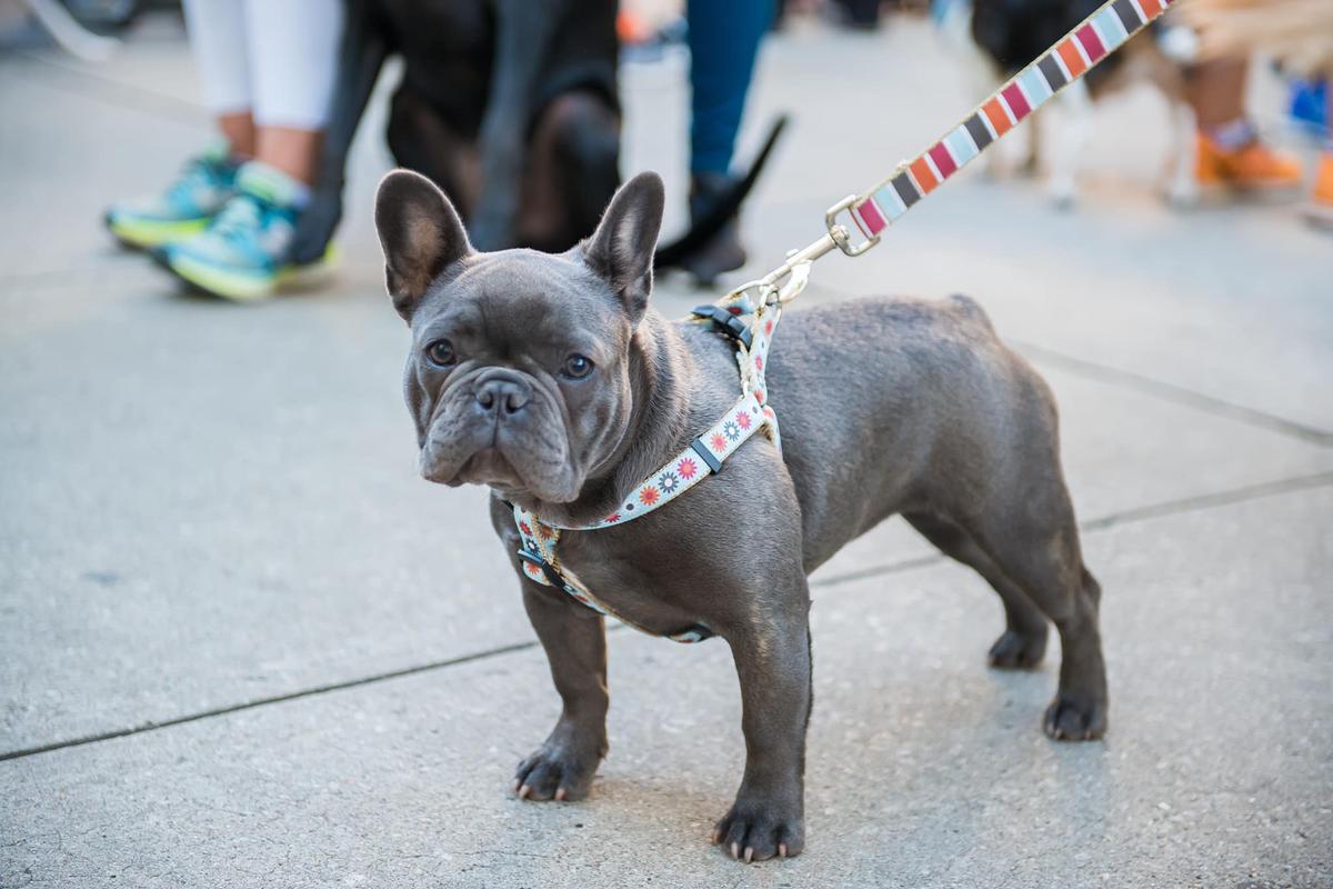 Virtual Annual Mutt Strut Benefiting The Greenville Humane Society