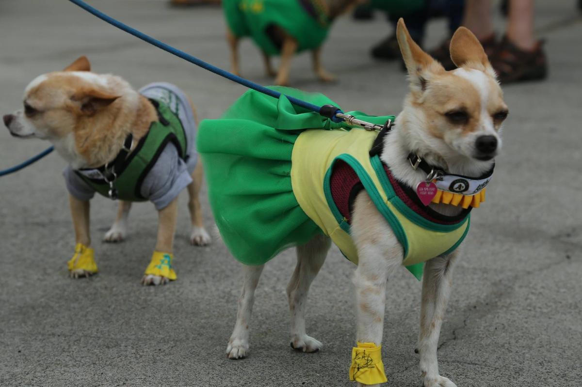 oakland a's dog jersey