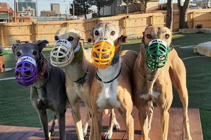 Pet Friendly Greyhound Meet-Up at Omaha Dog Bar