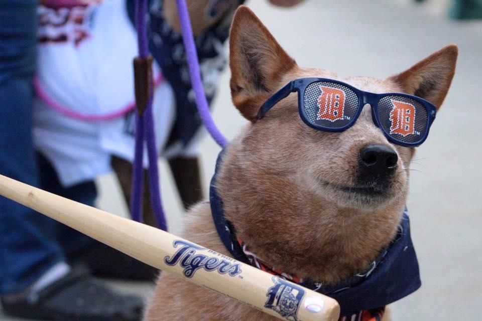 Tigers host Bark in the Park