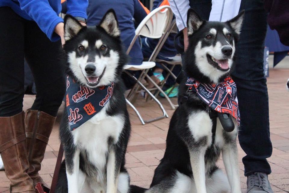 Detroit Tigers Invite Dog Lovers to Bark in the Park at Comerica Park -  Ilitch Companies News Hub