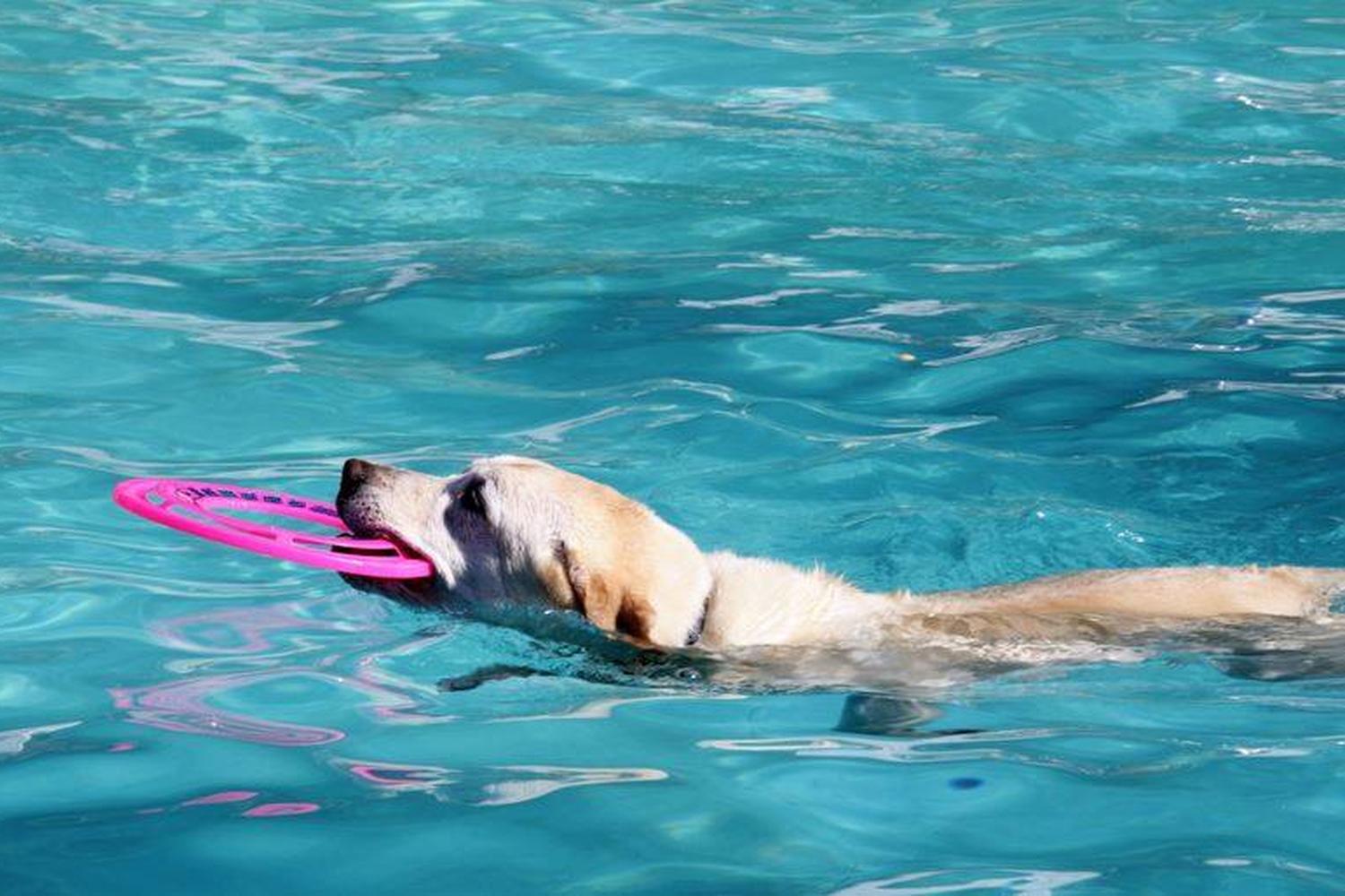 Doggie Day At The Pool