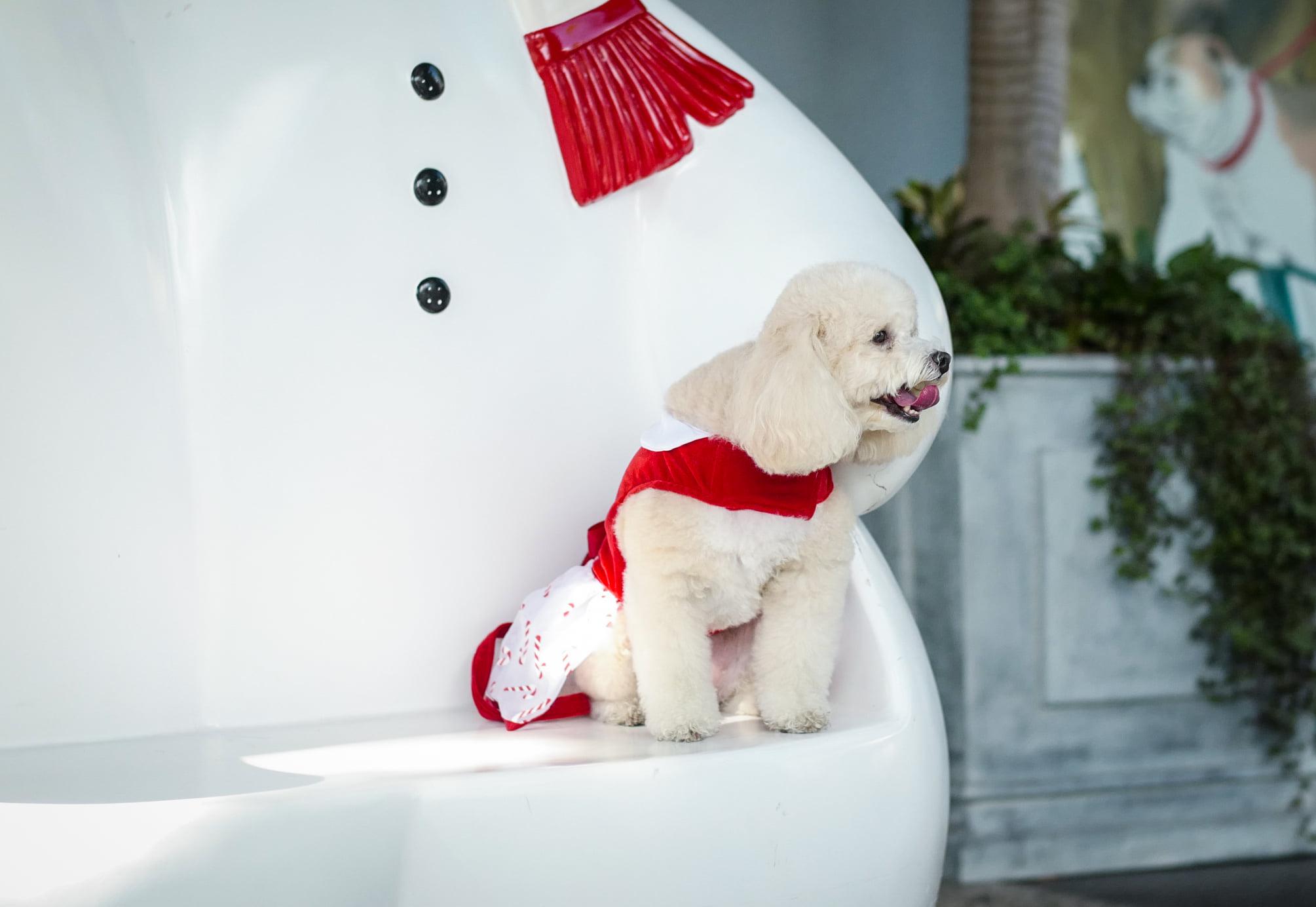 Pet Friendly Santa Paws