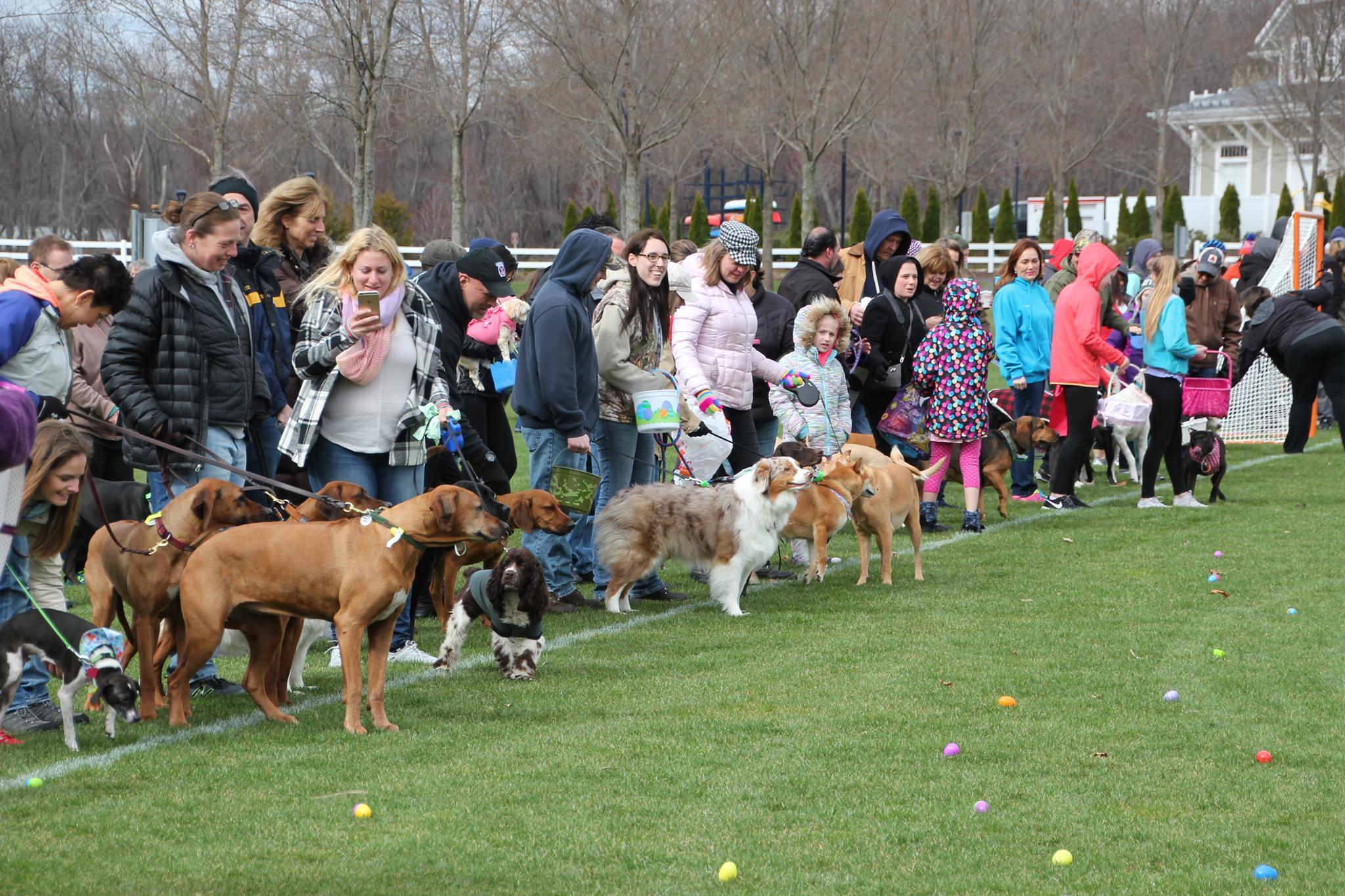 Pet Friendly Easter Egg Hunt for Dogs