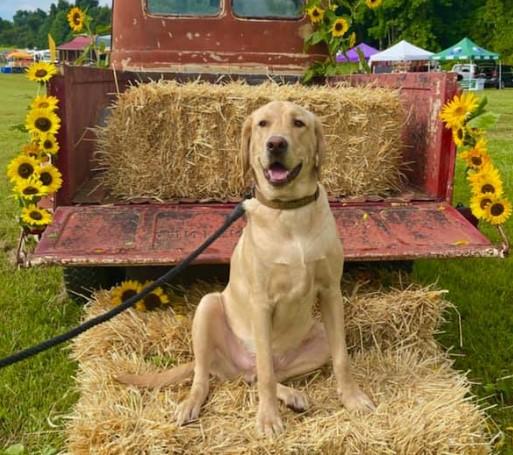 Pet Friendly Southern Maryland Sunflower Festival