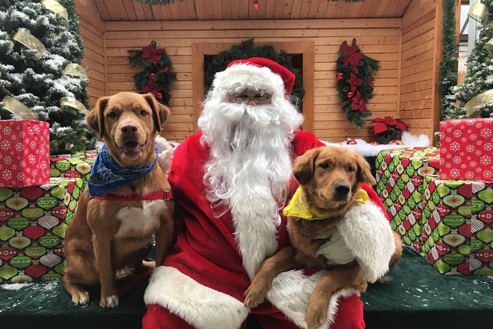 Pet Friendly Pet Photo Days with Santa at Asheville Mall