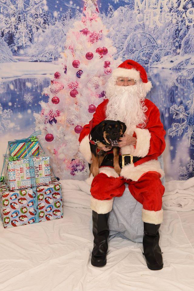 Pet Photos with Santa